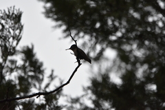 Sephanoides sephaniodes