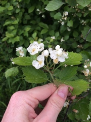 Crataegus chrysocarpa chrysocarpa