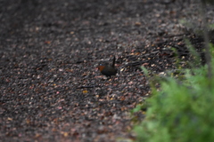 Scelorchilus rubecula