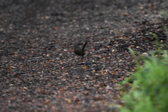 Scelorchilus rubecula
