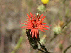 Silene laciniata