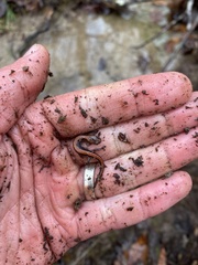 Plethodon dorsalis
