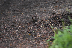 Scelorchilus rubecula
