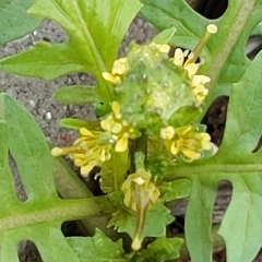 Sisymbrium erysimoides