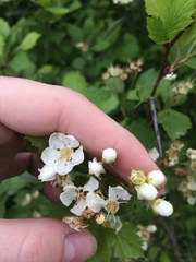 Crataegus chrysocarpa chrysocarpa