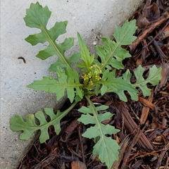 Sisymbrium erysimoides