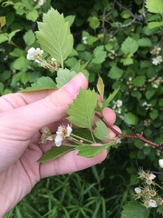 Crataegus chrysocarpa chrysocarpa