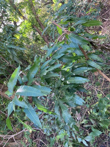 Mangifera indica