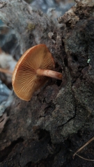 Gymnopilus subpurpuratus