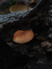 Gymnopilus subpurpuratus