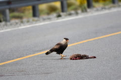Caracara plancus plancus