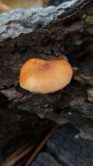 Gymnopilus subpurpuratus