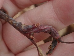 Neuroterus quercusbatatus