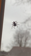 Trachelas tranquillus