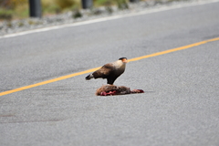 Caracara plancus plancus