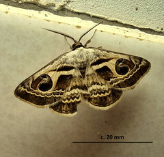 Cometaster pyrula