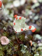 Cladonia pleurota