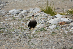 Caracara plancus plancus