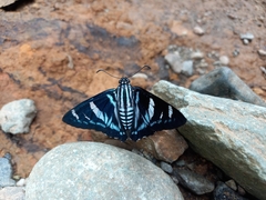 Jemadia