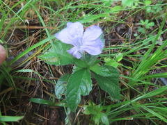 Ruellia caroliniensis