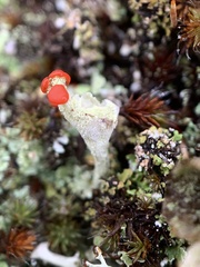 Cladonia pleurota