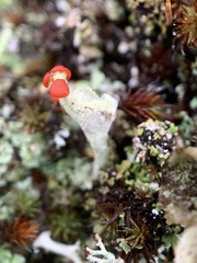 Cladonia pleurota