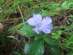 Ruellia caroliniensis