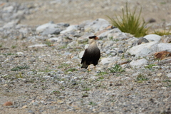 Caracara plancus plancus