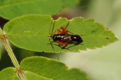 Miris striatus