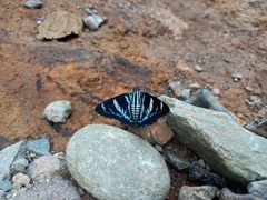 Jemadia