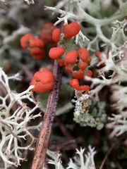 Cladonia pleurota