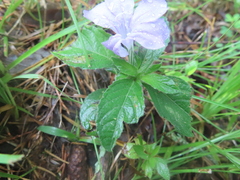Ruellia caroliniensis