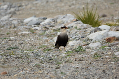 Caracara plancus plancus