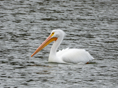 Pelecanus erythrorhynchos