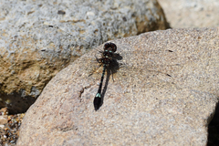 Macrothemis pseudimitans