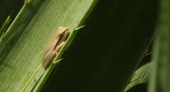 Boana pulchella