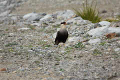 Caracara plancus plancus