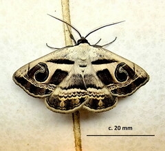 Cometaster pyrula