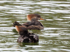 Lophodytes cucullatus
