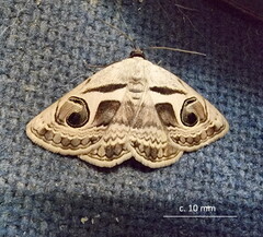 Cometaster pyrula