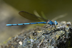 Argia fissa