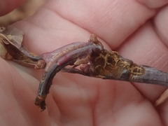 Neuroterus quercusbatatus