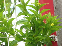Mandevilla foliosa
