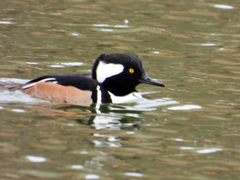 Lophodytes cucullatus