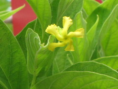 Mandevilla foliosa