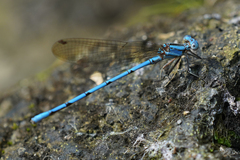 Argia fissa