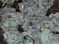 Physcia aipolia
