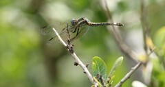 Micrathyria hypodidyma