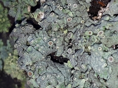 Physcia aipolia