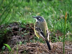 Motacilla flava iberiae